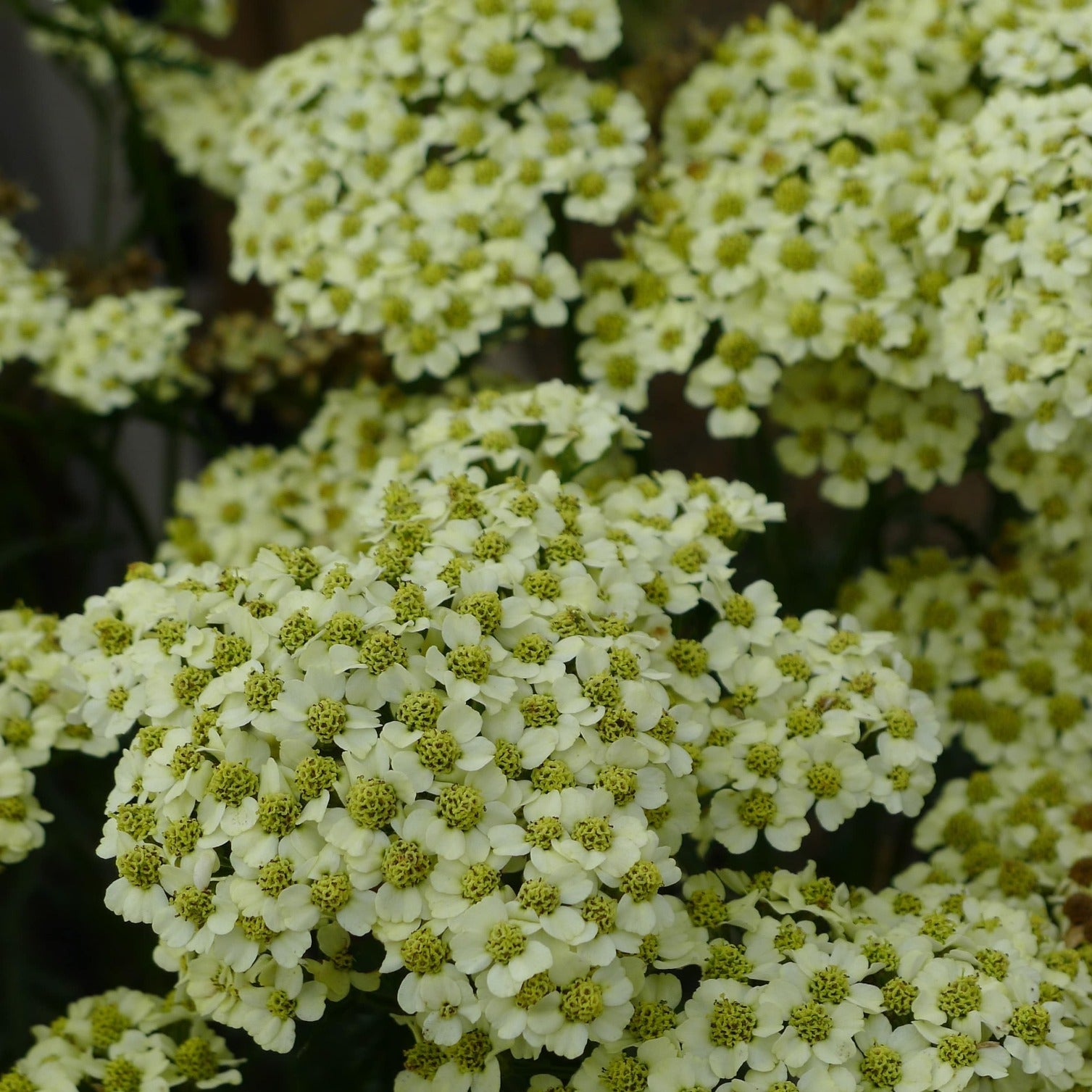 Achillea 'Sunny Seduction' - John Cullen Gardens