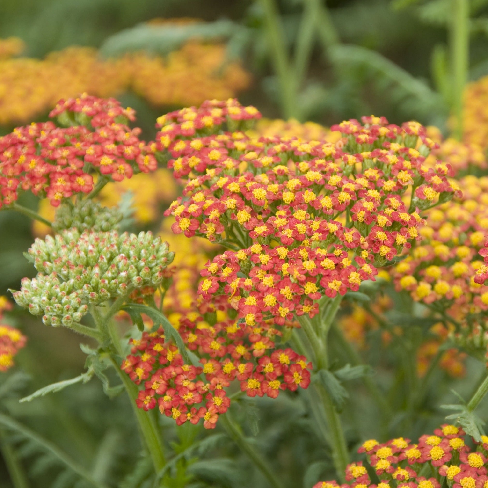 Achillea 'Walter Funcke' - John Cullen Gardens