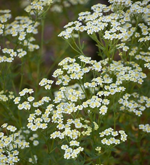 Achillea argeratum - John Cullen Gardens