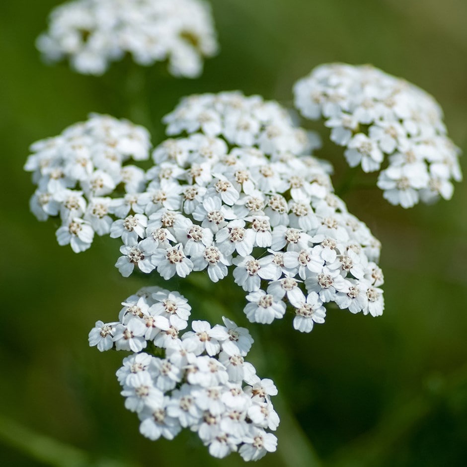 Achillea millefolium - John Cullen Gardens