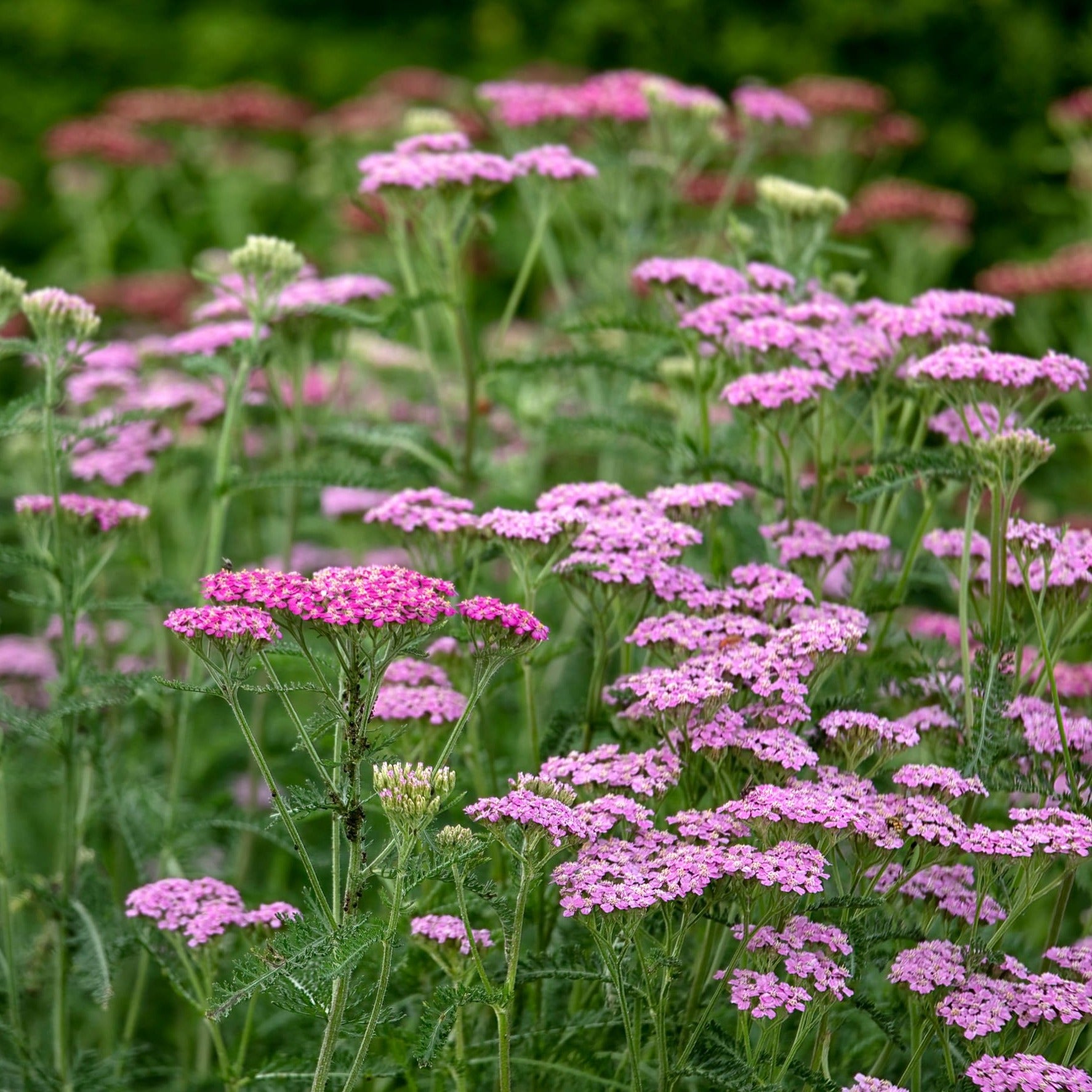Achillea millefolium 'Cerise Queen' - John Cullen Gardens