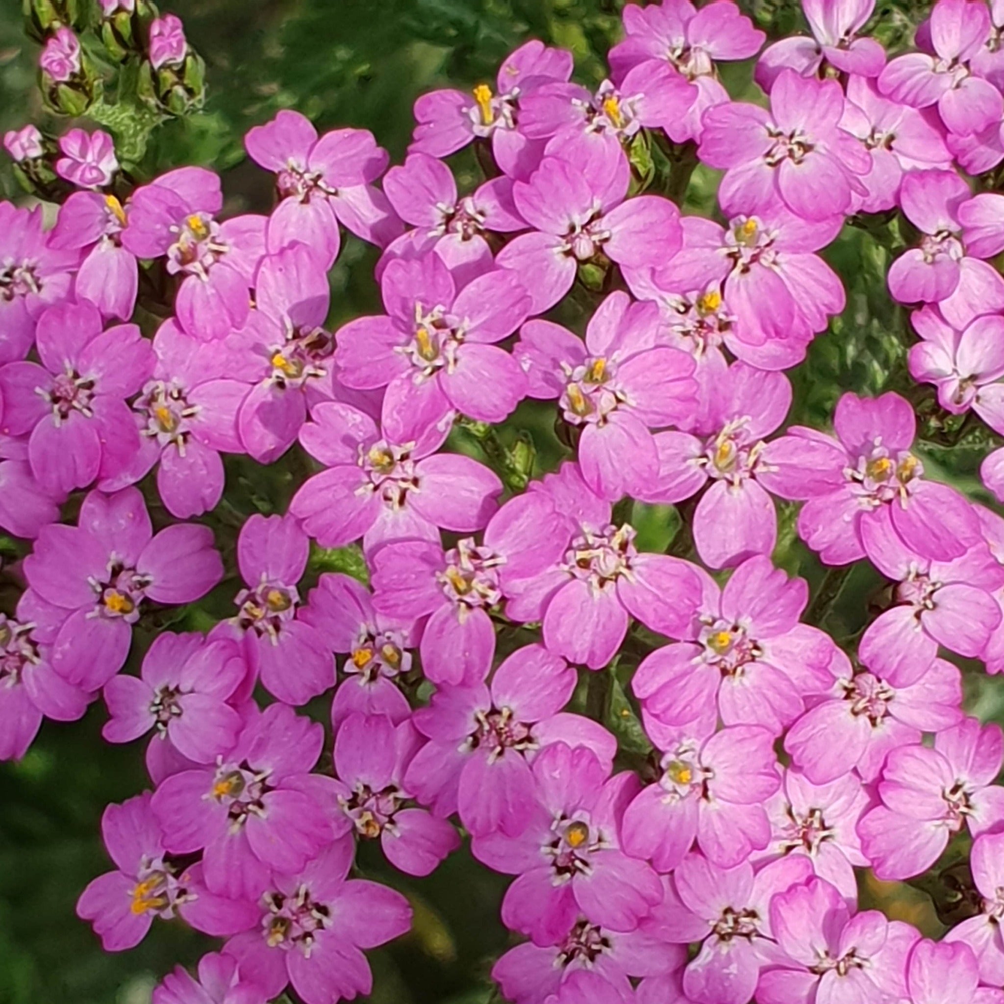 Achillea millefolium 'Lilac Beauty' - John Cullen Gardens