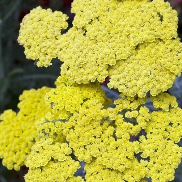 Achillea millefolium 'Little Moonshine' (PBR) - John Cullen Gardens