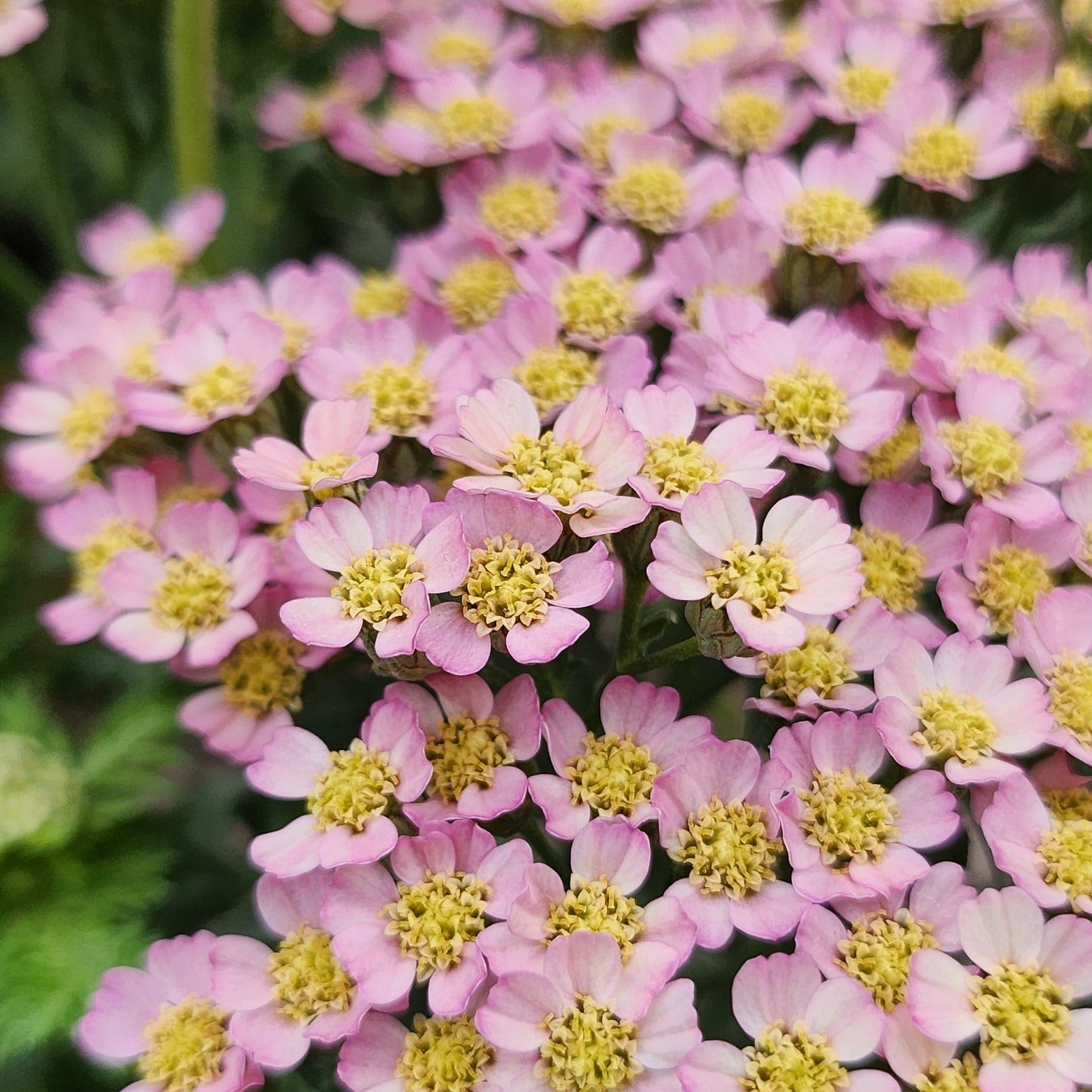Achillea millefolium 'Milly Rock Pink' - John Cullen Gardens