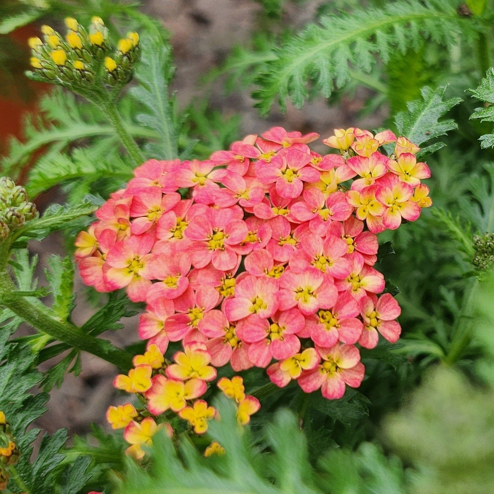 Achillea millefolium 'Milly Rock Red' - John Cullen Gardens