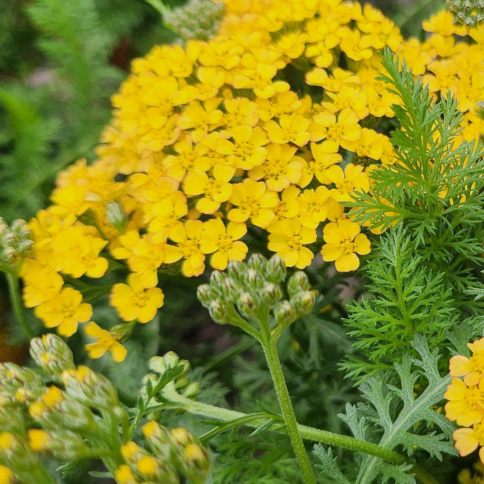Achillea millefolium 'Milly Rock Yellow' - John Cullen Gardens