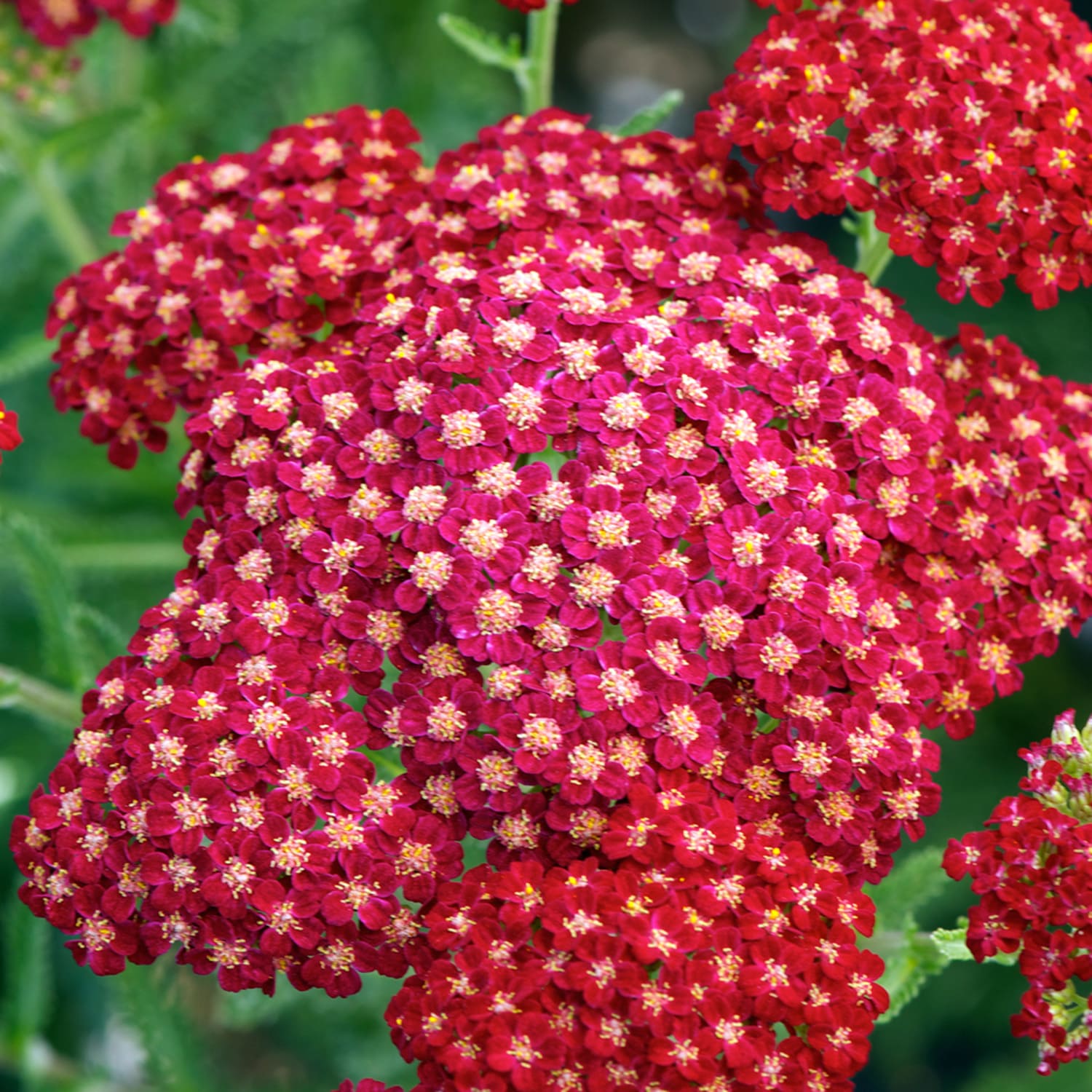 Achillea millefolium 'New Vintage Red' - John Cullen Gardens