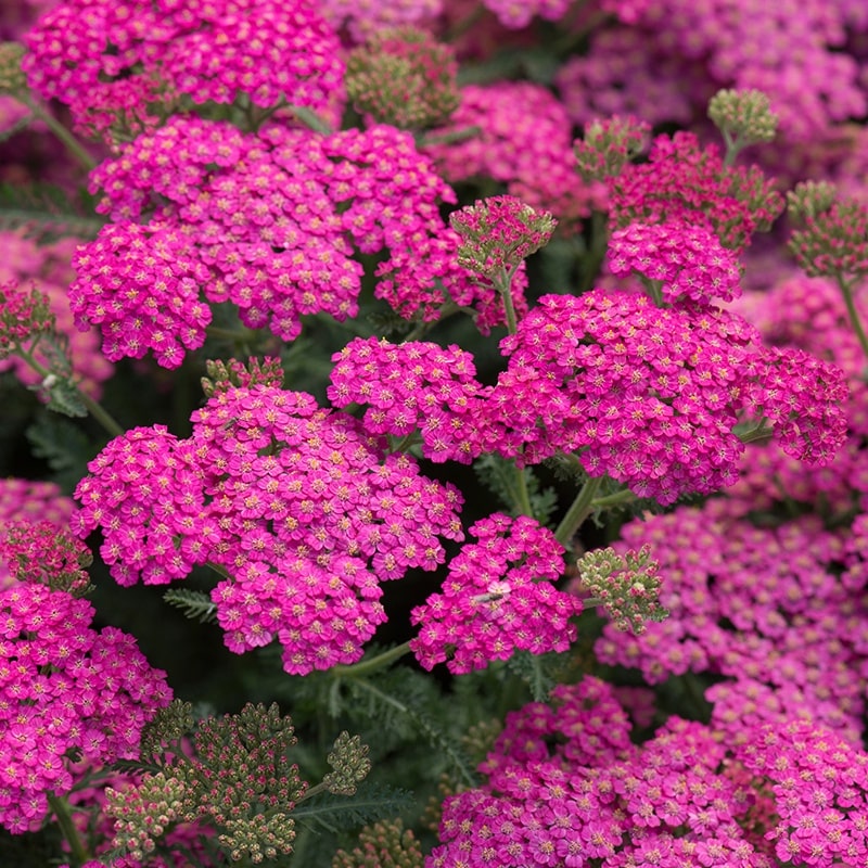 Achillea millefolium 'New Vintage Rose' - John Cullen Gardens