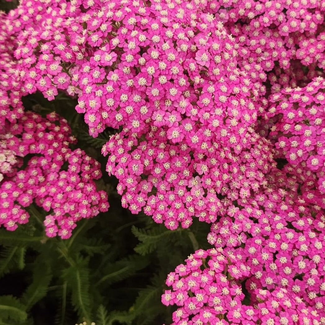 Achillea millefolium 'Pink Grapefruit' - John Cullen Gardens