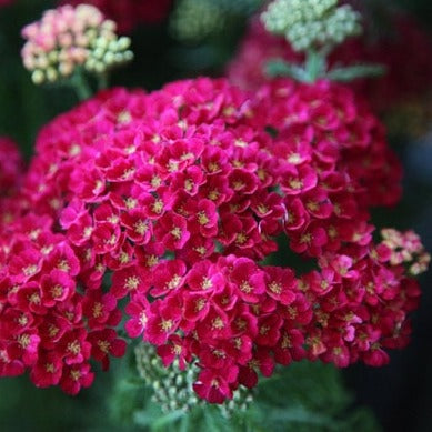 Achillea millefolium 'Pomegranate' - John Cullen Gardens