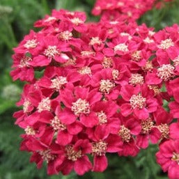 Achillea millefolium 'Rose Madder' - John Cullen Gardens