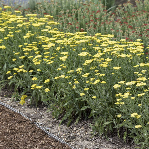 Achillea 'Sassy Summer Silver' (PBR) - John Cullen Gardens