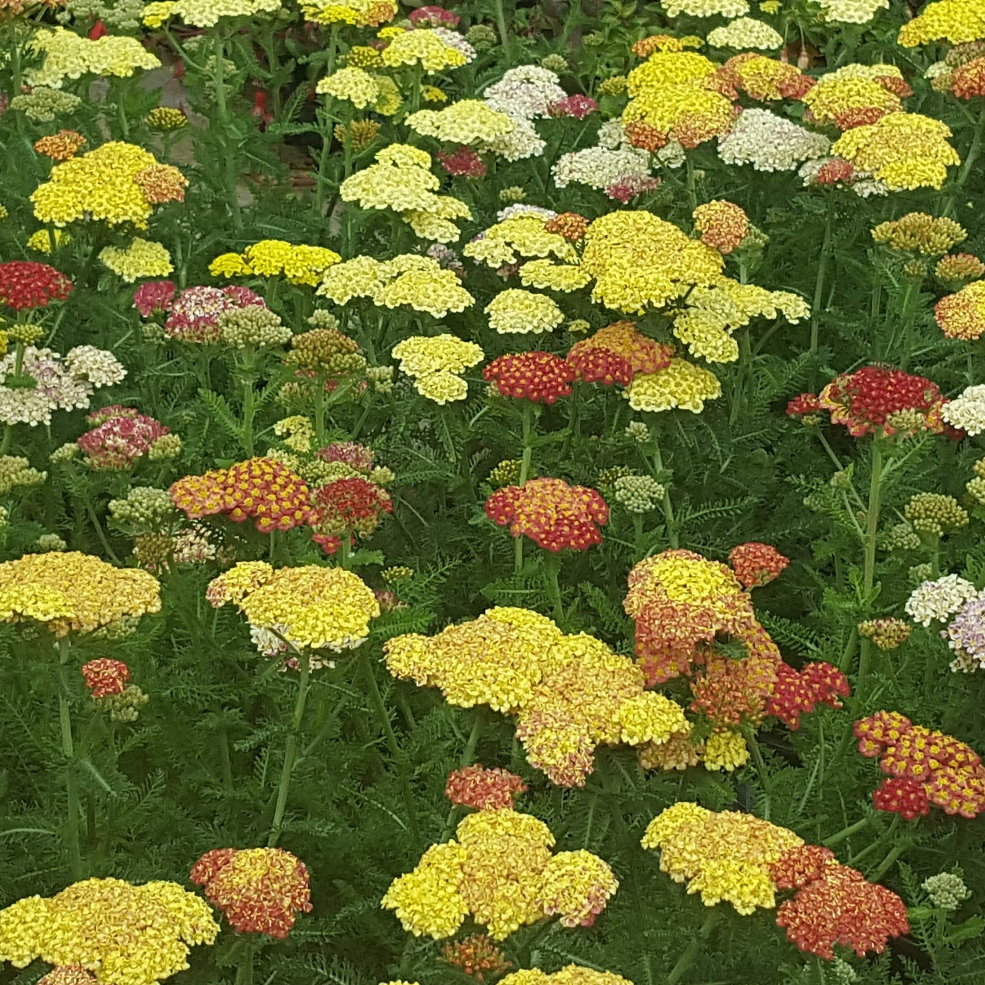 Achillea millefolium 'Summer Pastels' - John Cullen Gardens