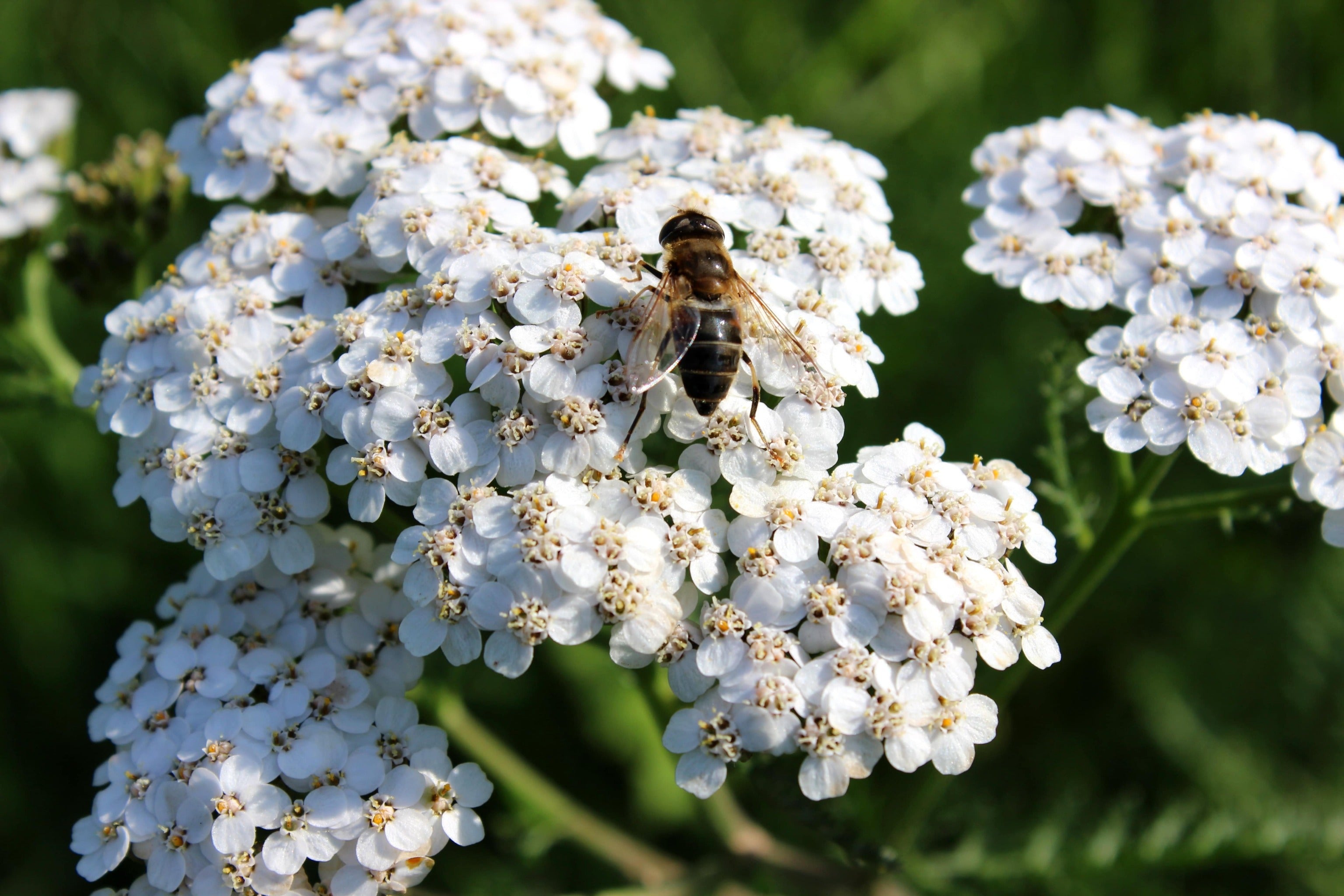 Achillea millefolium 'White Beauty' - John Cullen Gardens