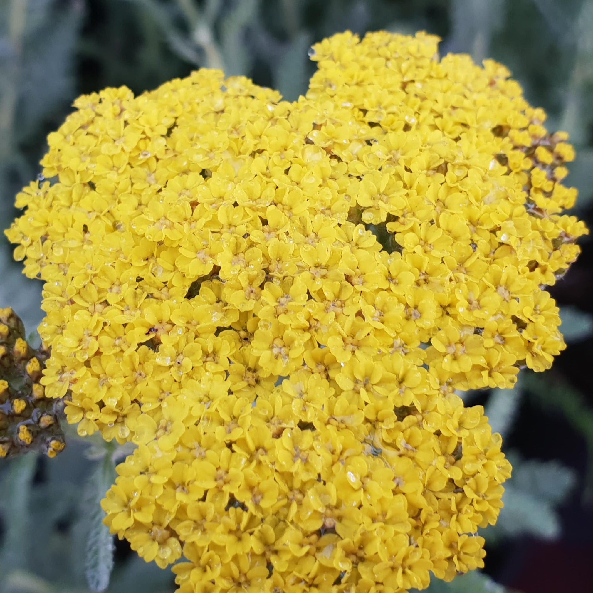Achillea 'Moonshine' - John Cullen Gardens