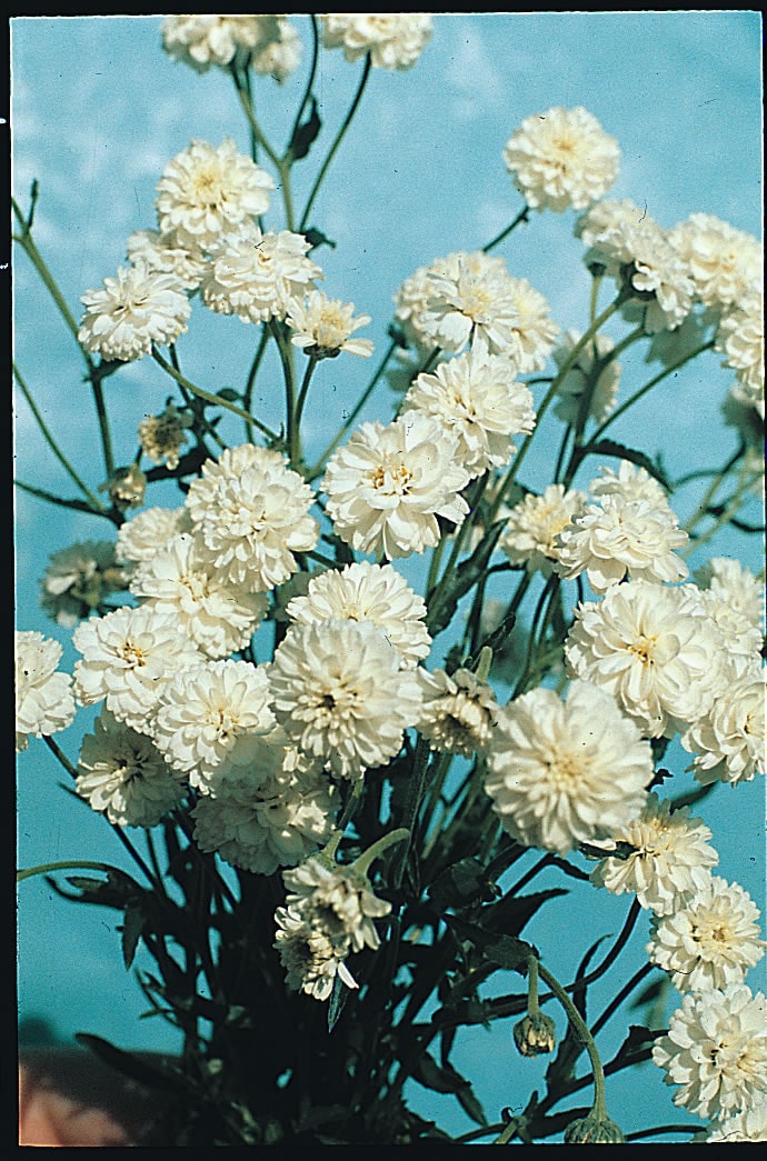 Achillea ptarmica 'Ballerina' - John Cullen Gardens