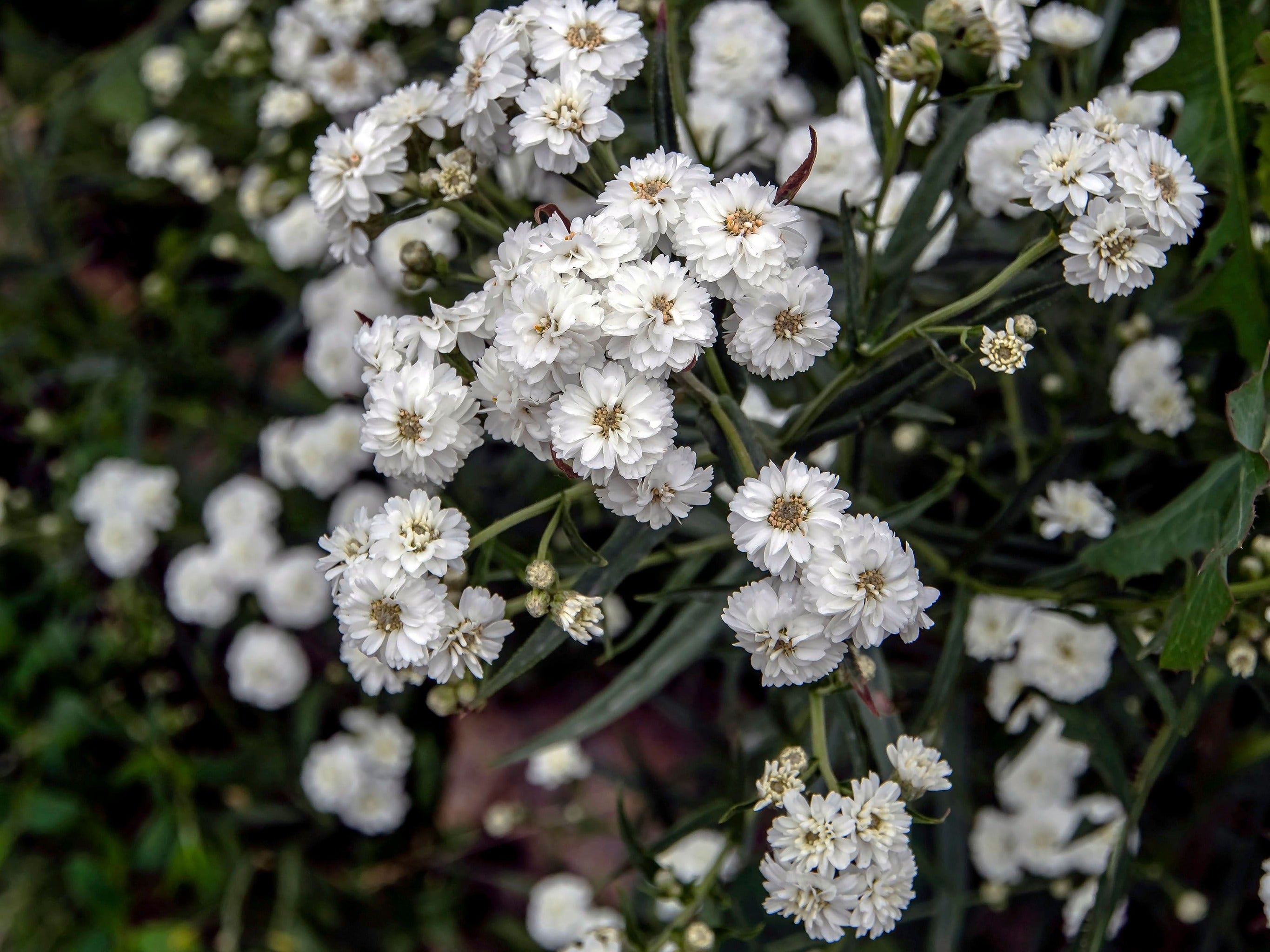 Achillea ptarmica - John Cullen Gardens