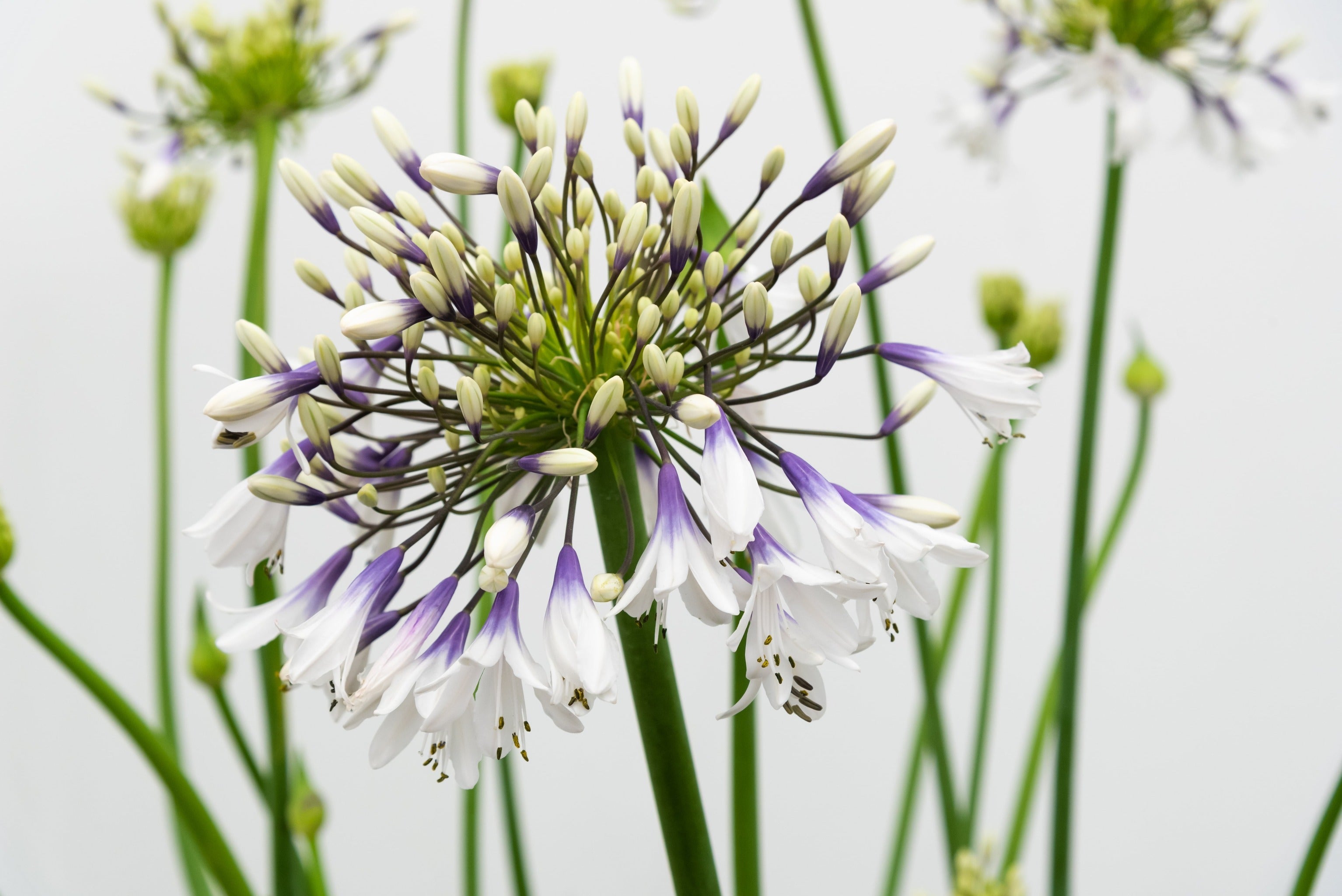 Agapanthus 'Fireworks' - John Cullen Gardens