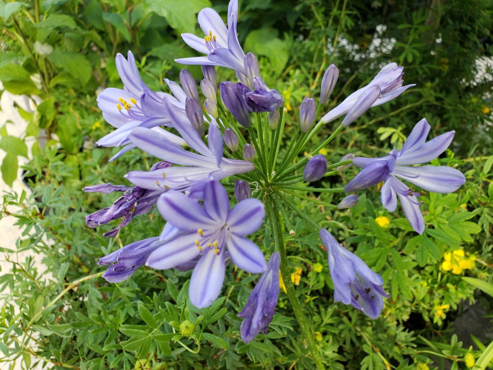 Agapanthus 'Peter Pan' - John Cullen Gardens