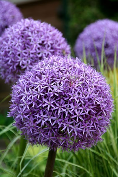 Allium 'Globemaster' - John Cullen Gardens
