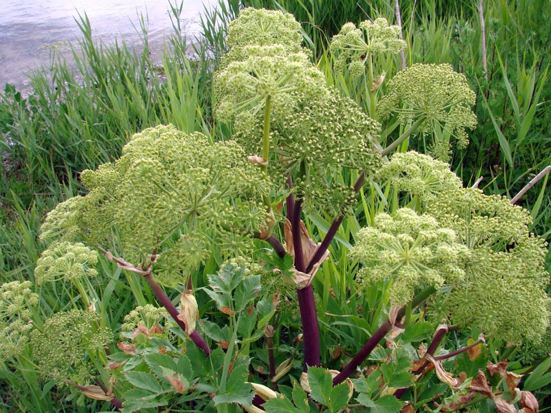 Angelica - John Cullen Gardens