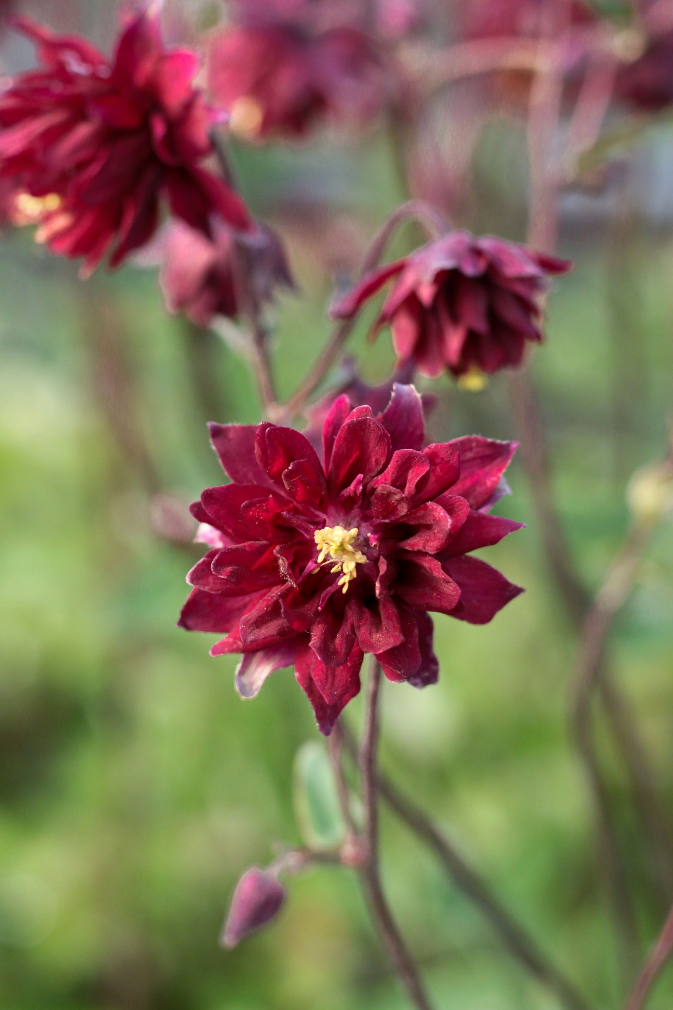 Aquilegia vulgaris var. stellata 'Ruby Port' - John Cullen Gardens