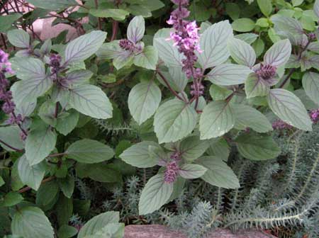 Basil African Blue - John Cullen Gardens