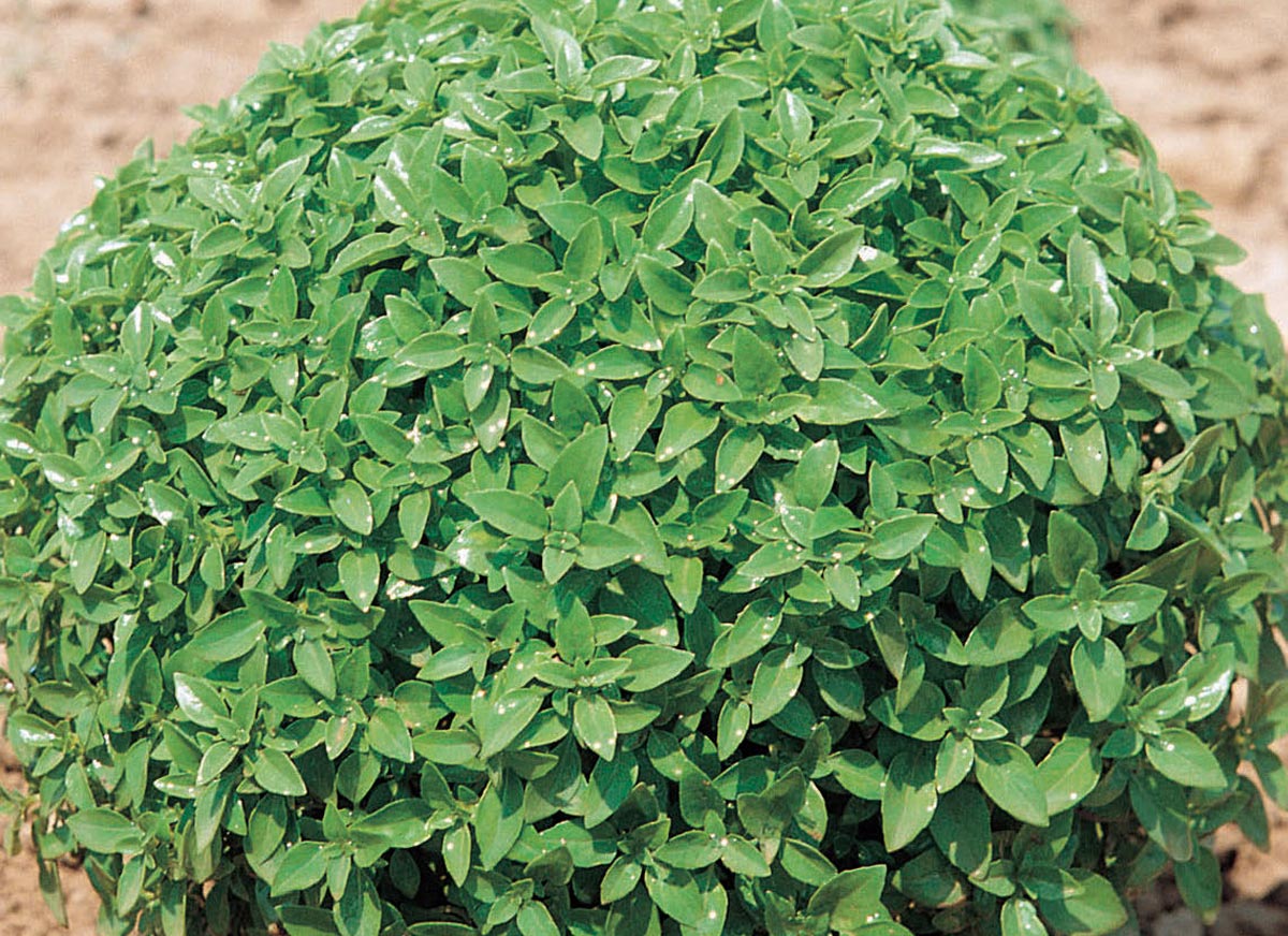 Basil Bush/Greek - John Cullen Gardens
