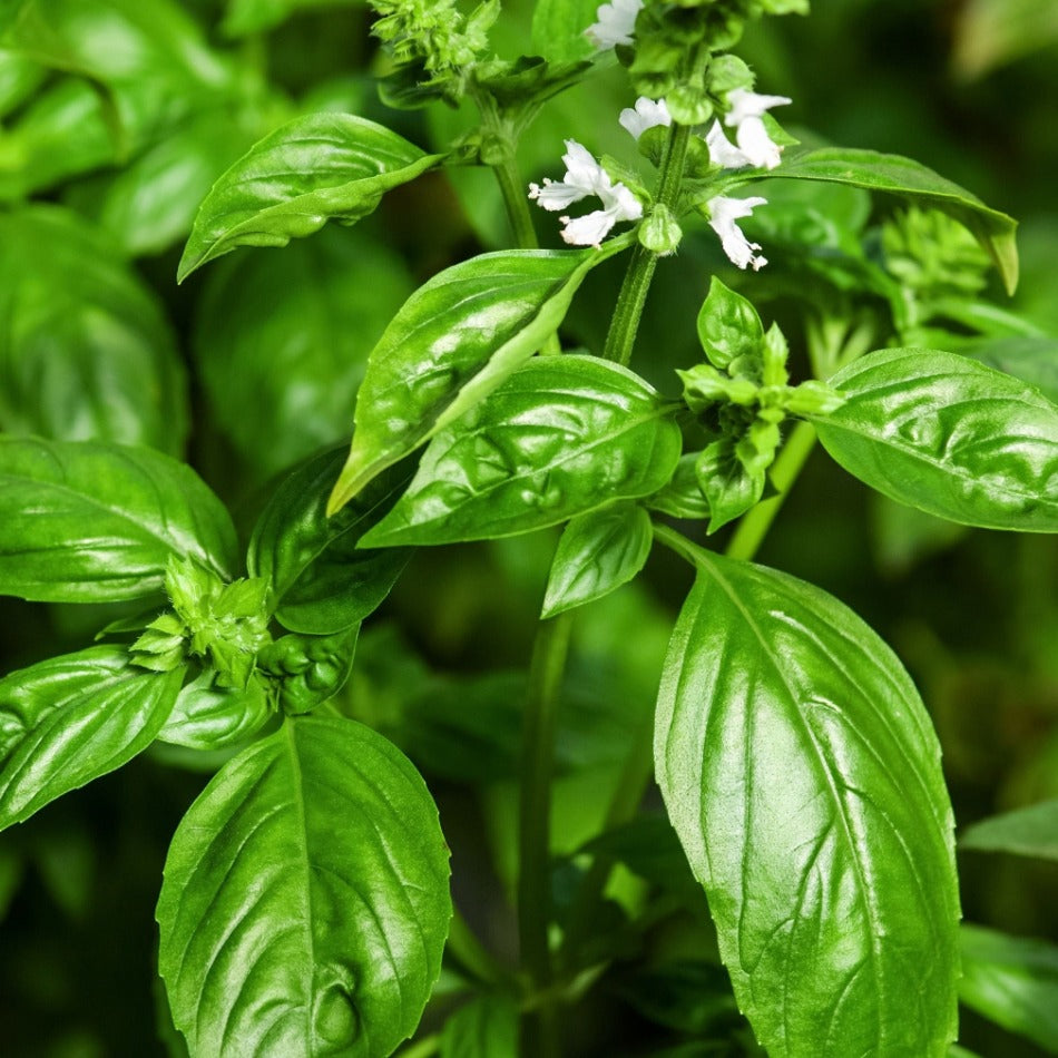 Basil Sweet - John Cullen Gardens