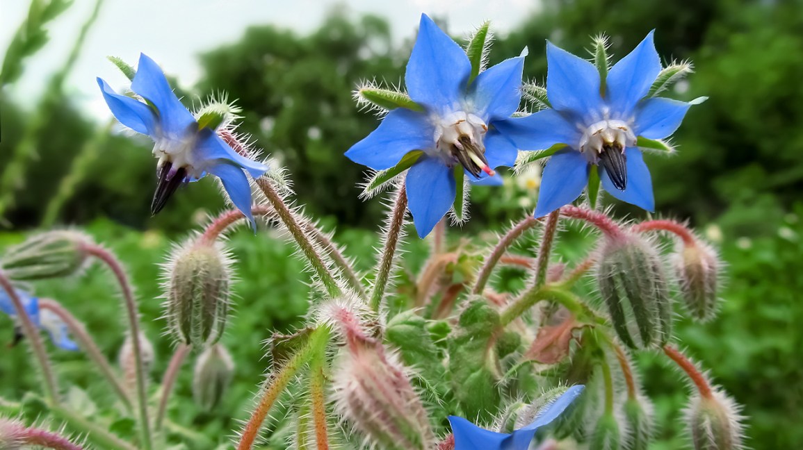 Borage - John Cullen Gardens