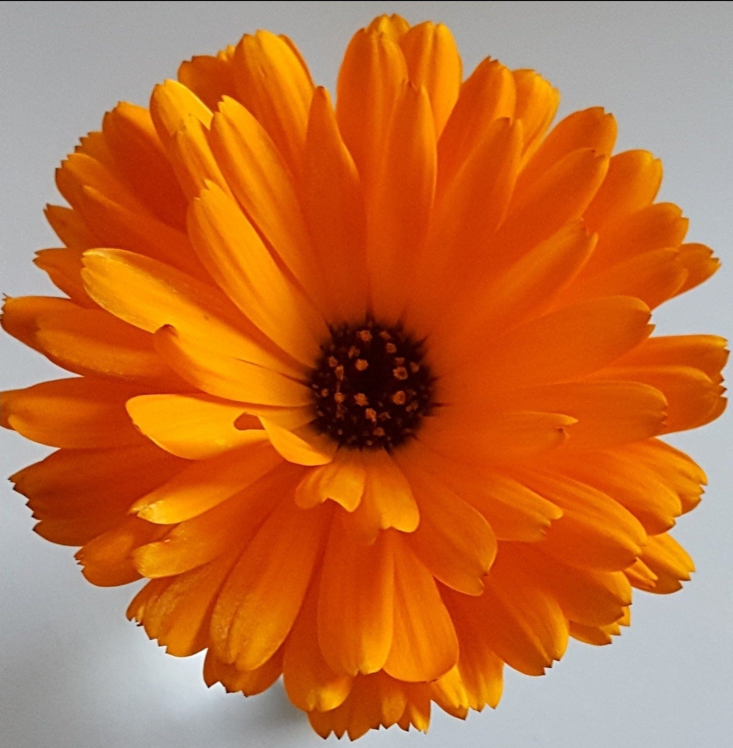 Calendula officinalis - John Cullen Gardens