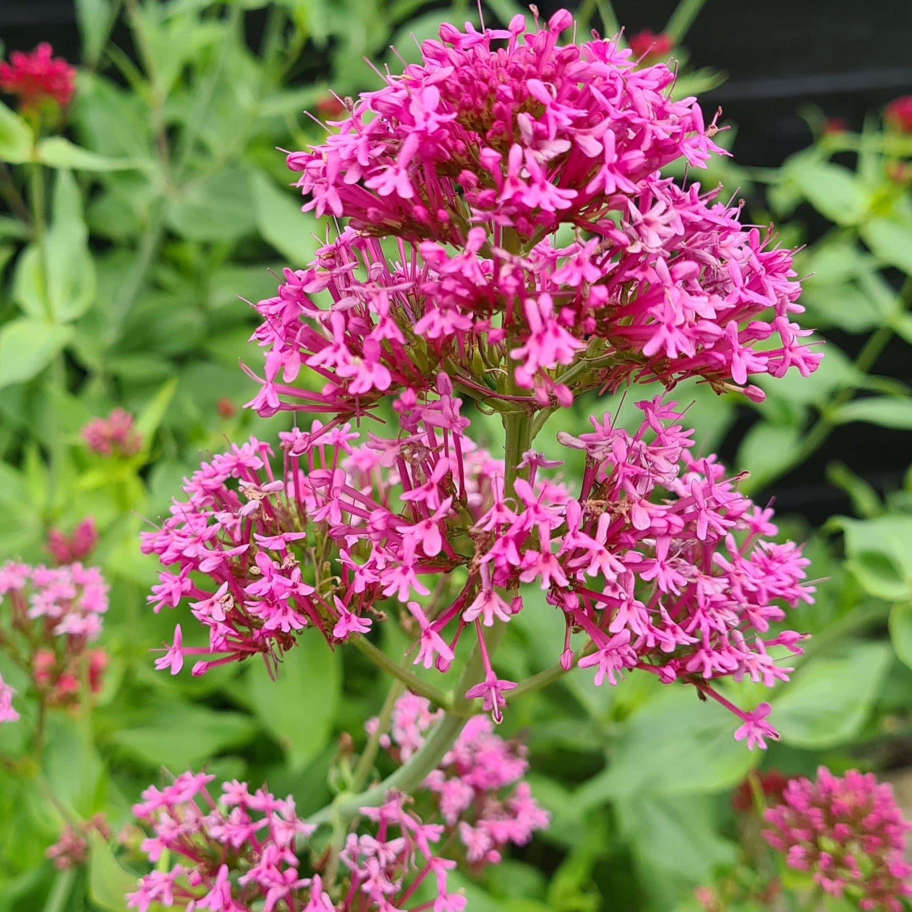Centranthus ruber coccineus (Pink Flowering) - John Cullen Gardens