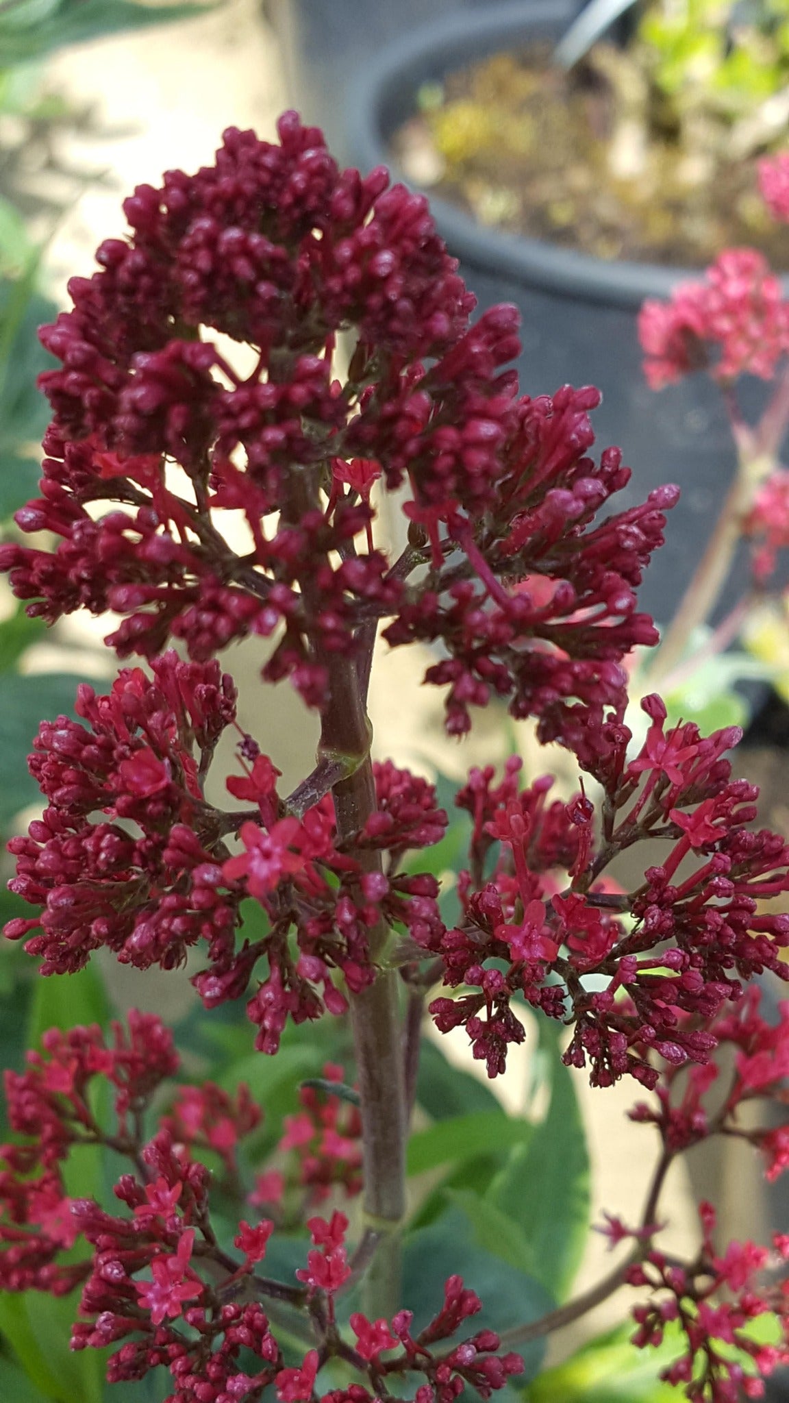 Centranthus ruber coccineus - Coming soon! - John Cullen Gardens
