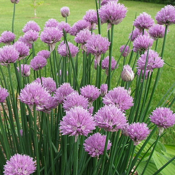 Chives - John Cullen Gardens