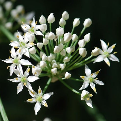 Chives Garlic - John Cullen Gardens