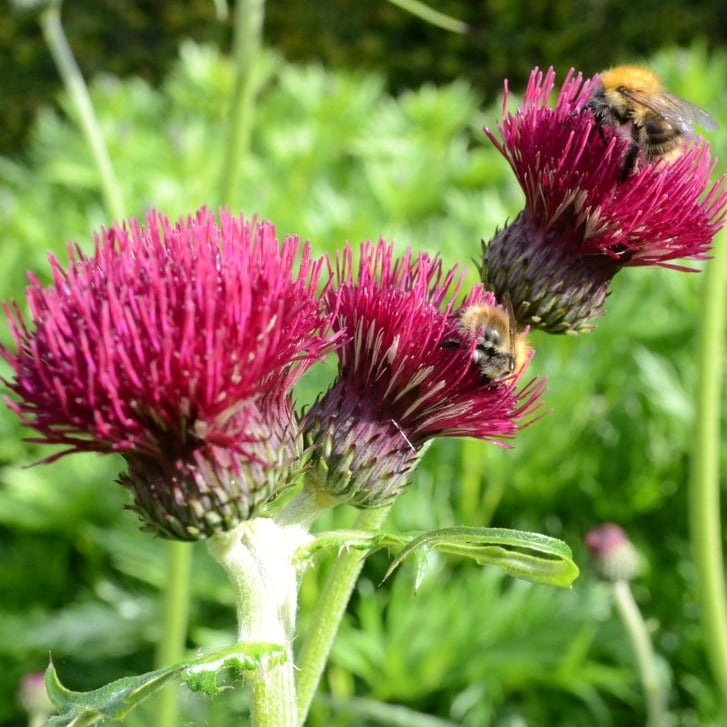 Cirsium rivulare 'Atropurpureum' - John Cullen Gardens