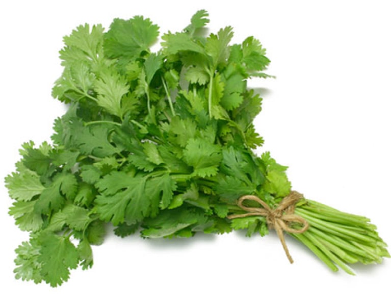 Coriander - John Cullen Gardens