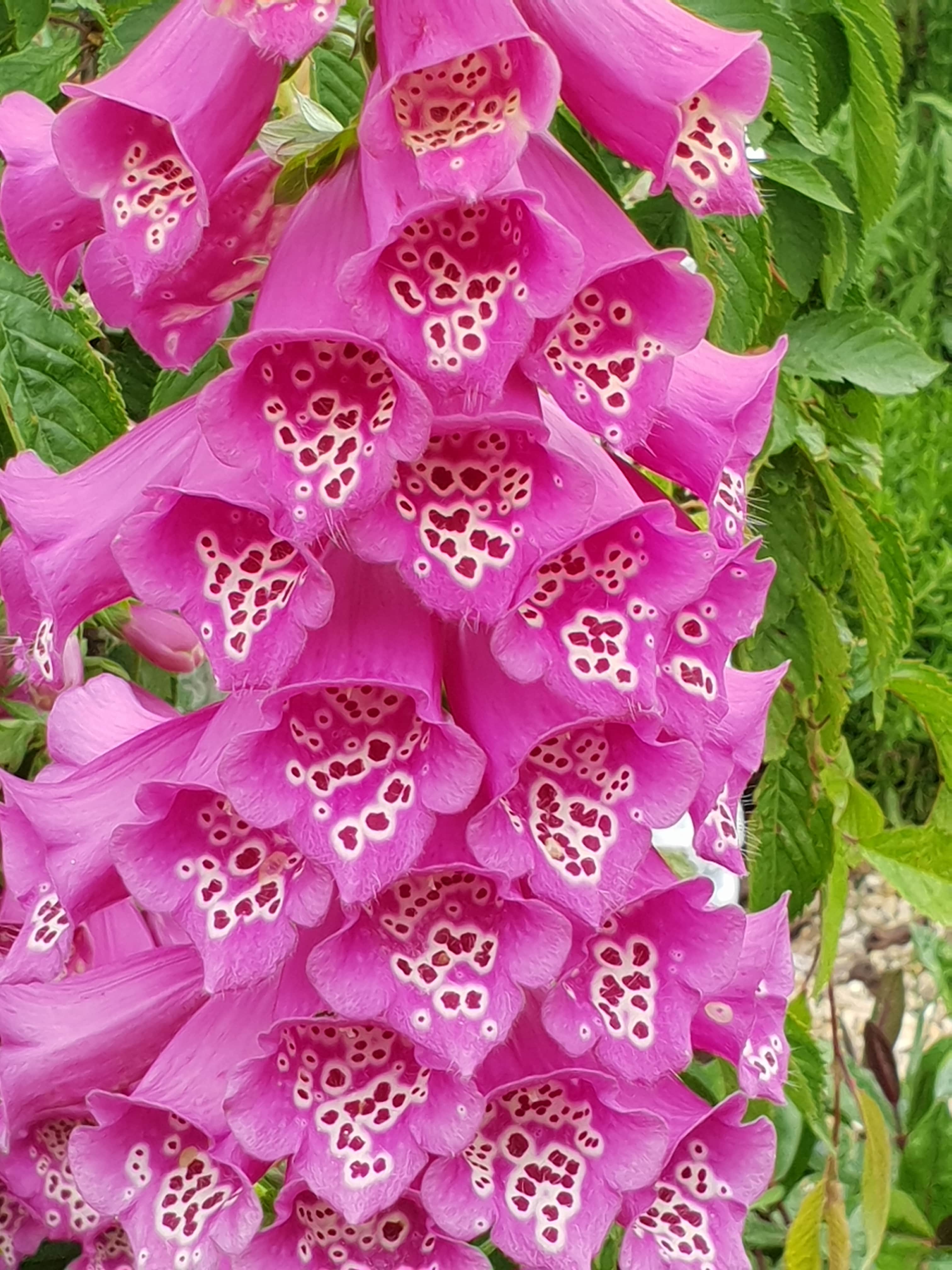 Digitalis purpurea - John Cullen Gardens