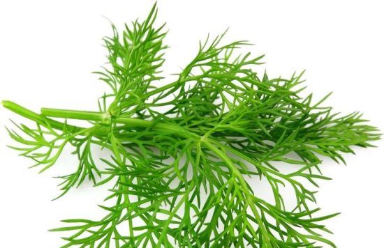 Dill - John Cullen Gardens