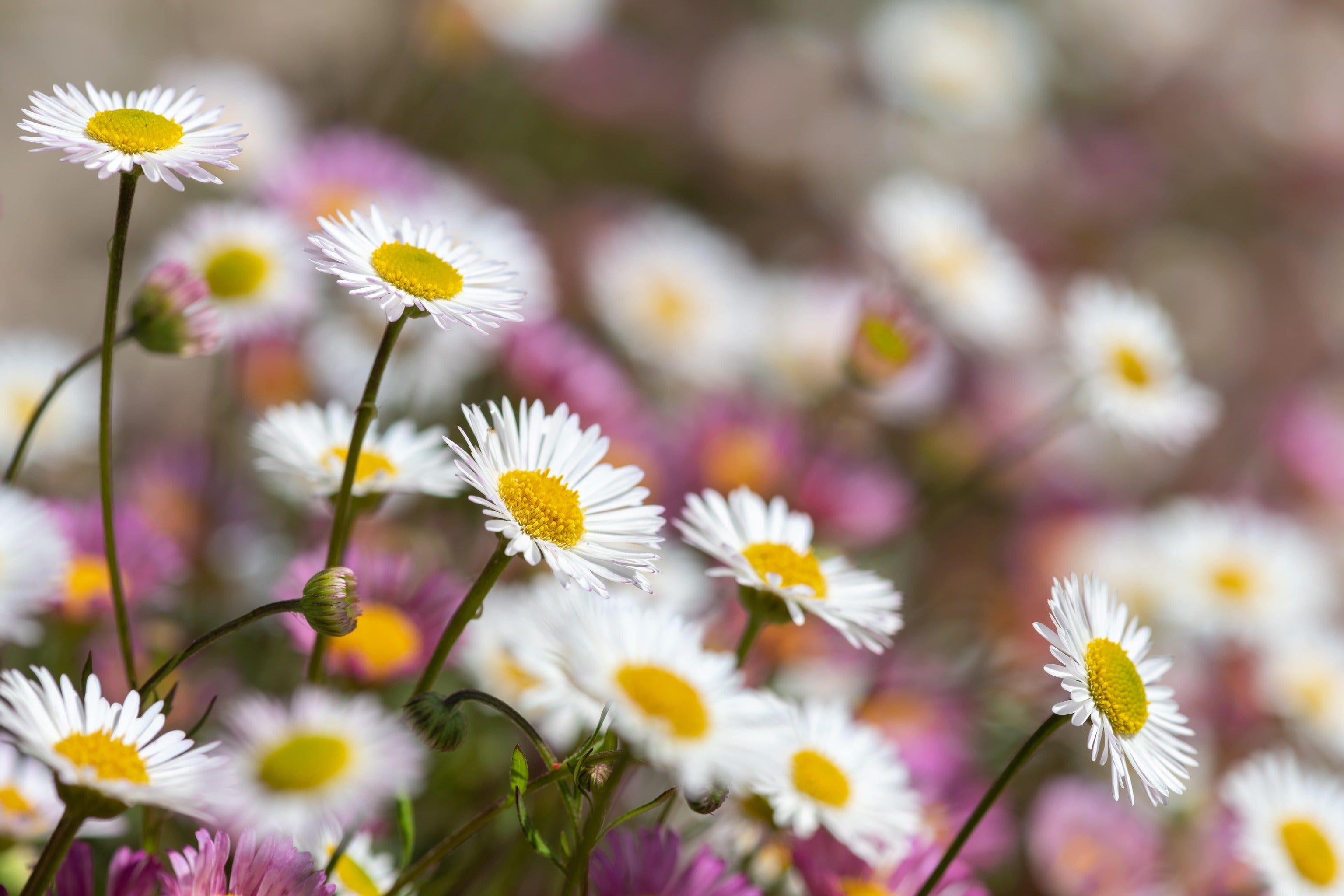 Erigeron karvinskianus 'Profusion' - John Cullen Gardens
