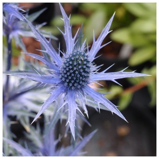 Eryngium x zabelii Big Blue - John Cullen Gardens