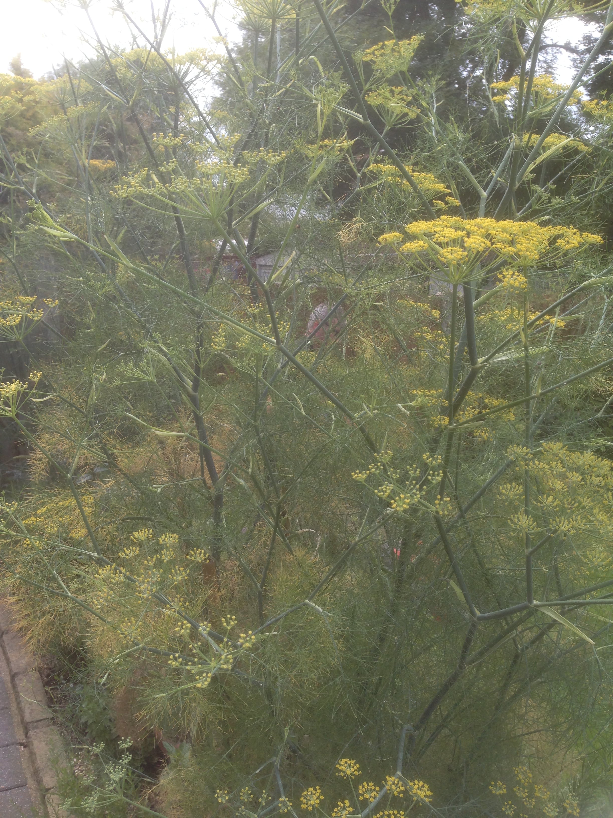 Fennel - John Cullen Gardens