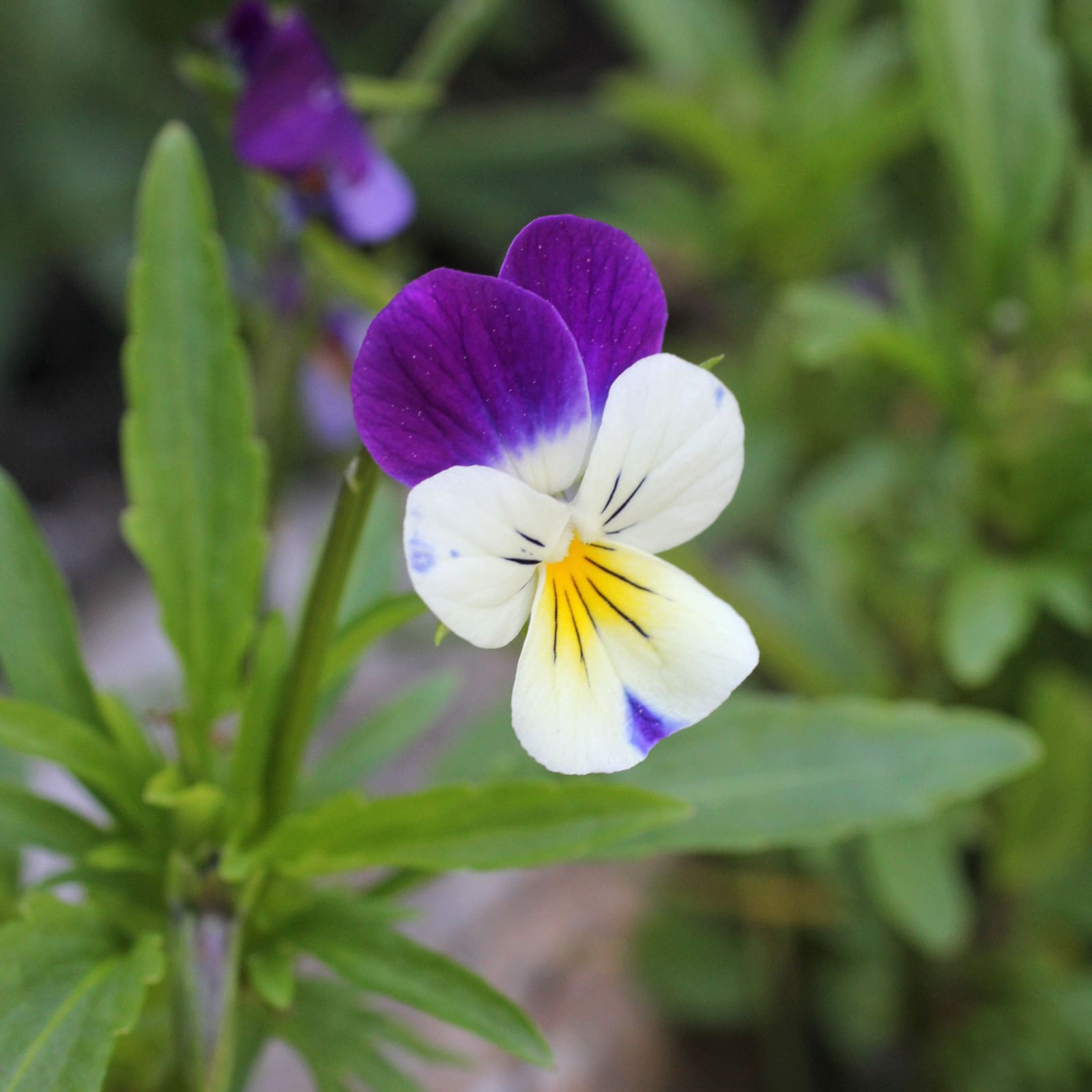 Heartsease - Sold out for 2024 - John Cullen Gardens