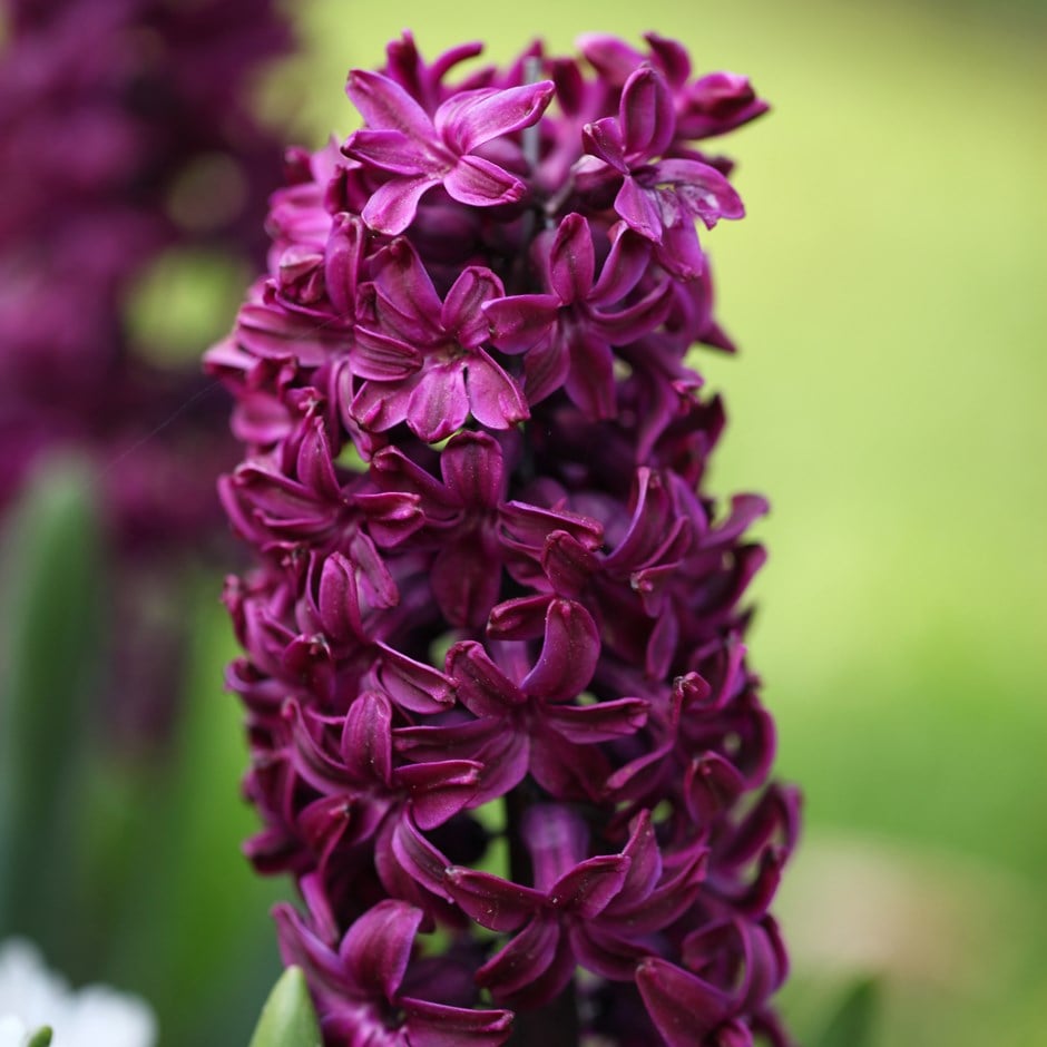 Hyacinthus orientalis 'Woodstock' - John Cullen Gardens