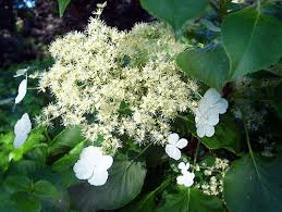 Hydrangea anomala subsp. petiolaris - John Cullen Gardens