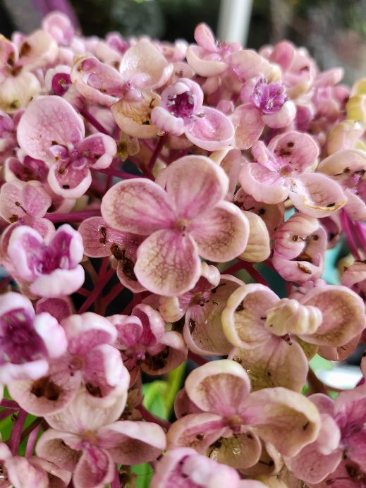 Hydrangea macrophylla 'Ayesha Pink' - John Cullen Gardens