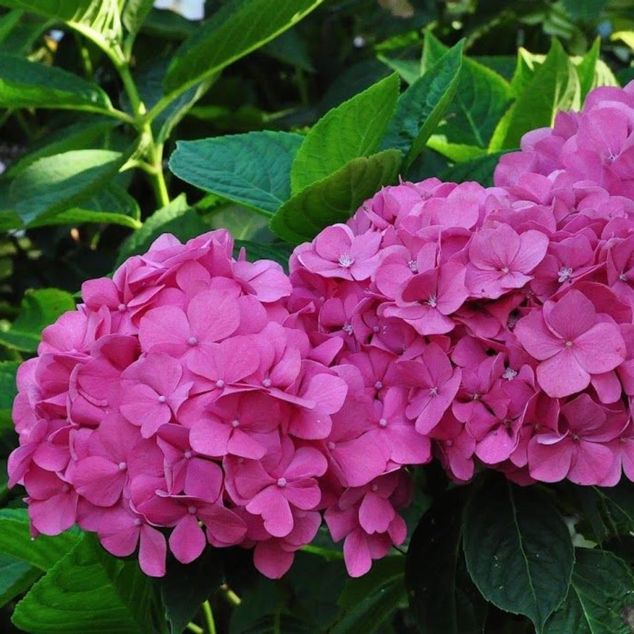 Hydrangea macrophylla 'Bouquet Rose' - John Cullen Gardens