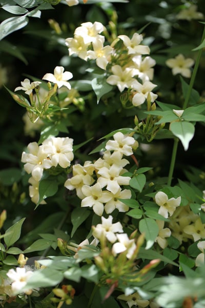 Jasminum officinale 'Clotted Cream' - John Cullen Gardens