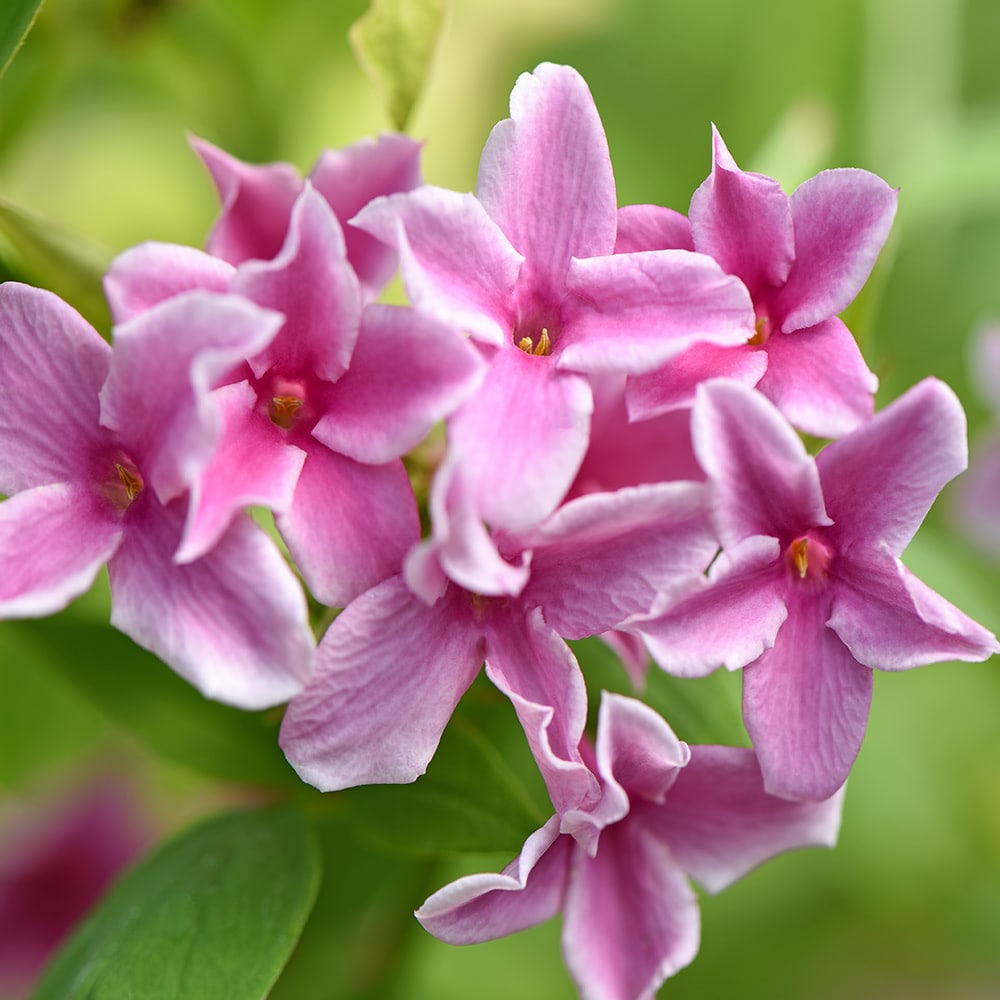 Jasminum  x stephanense 'Starry Starry Summer Scent' - John Cullen Gardens