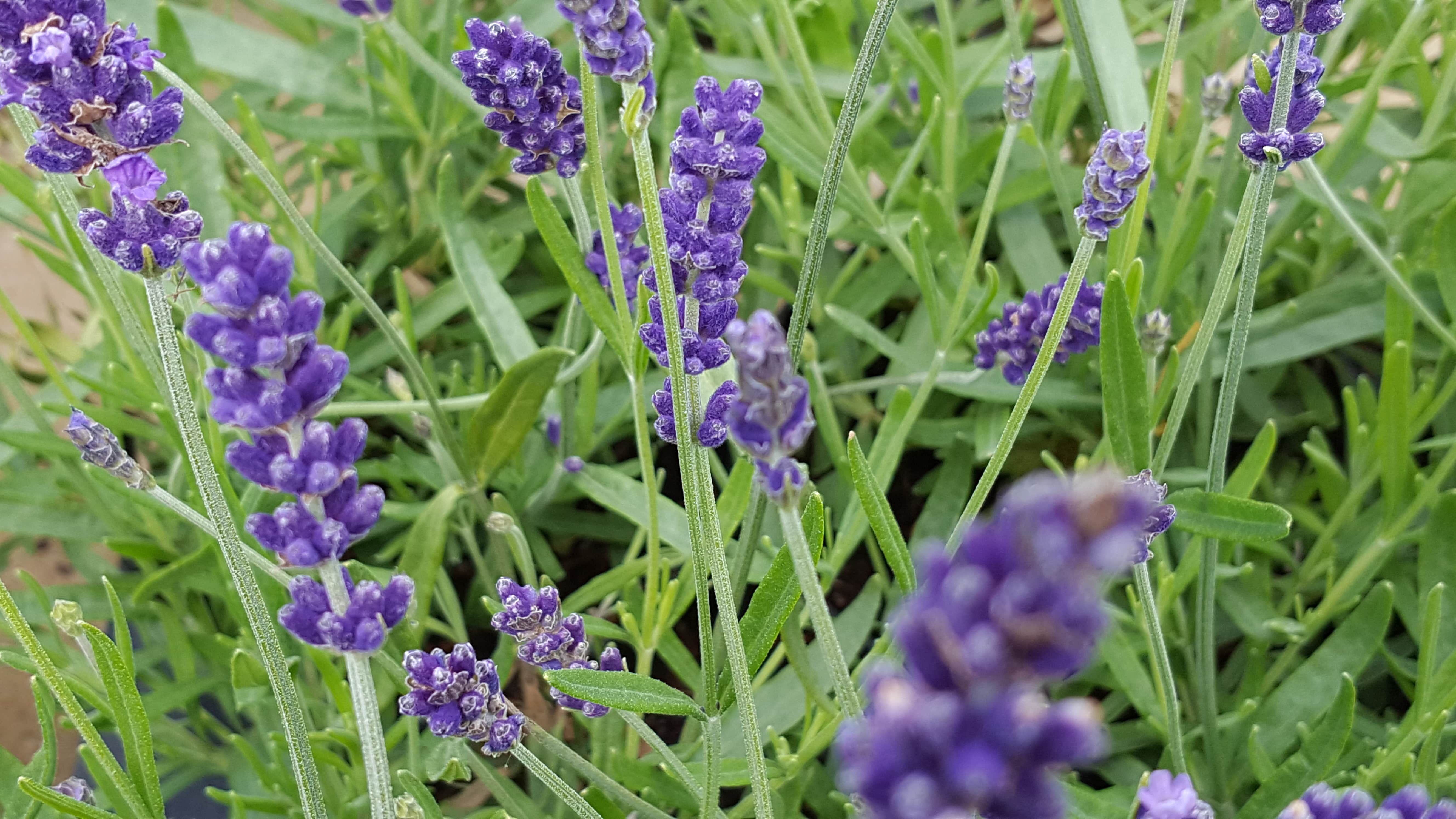 Lavender 'Hidcote' - John Cullen Gardens